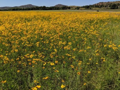 A broader view of the big field of coreopsis