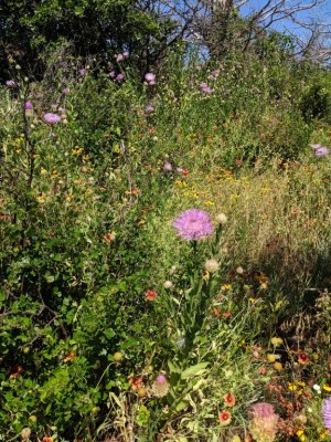 Thistle and other wildflowers