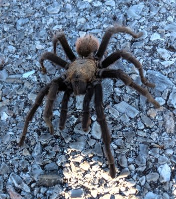 Leaving the Rush Lake and driving back out to the main road, we spotted this tarantula crossing the road.