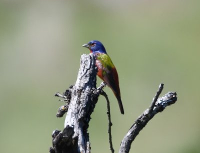 One of our first birds in the refuge was this male Painted Bunting.