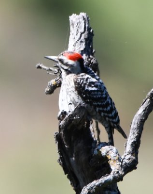 Kurt spotted this Ladderback Woodpecker on the E side of the road.