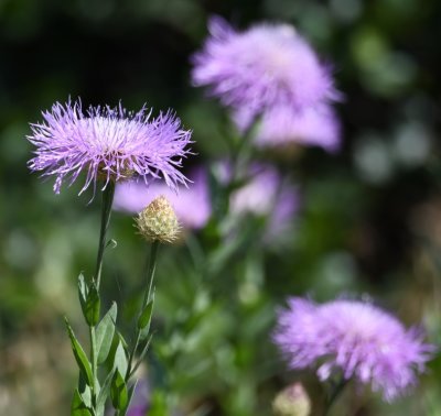 Thistle blooms