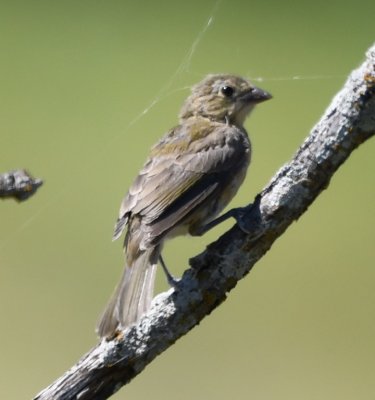 Is this a female Indigo Bunting?