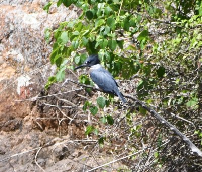 Belted Kingfisher below Quanah Parker dam