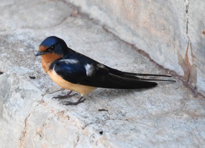 Barn Swallows were still nesting under an overhang on the stream side of the dam.