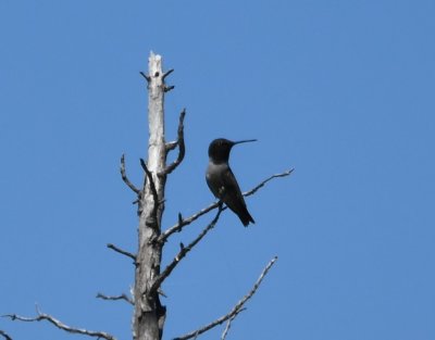 On a snag on the W side of the dam, we spotted this Black-chinned Hummingbird.