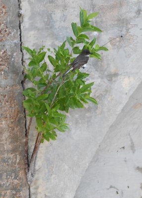 The Eastern Phoebe lit on a buttonbush sprouting from a joint in the face of the dam.