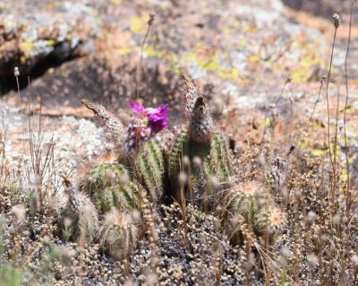 Late-blooming barrel cactus S of Lake Quanah Parker