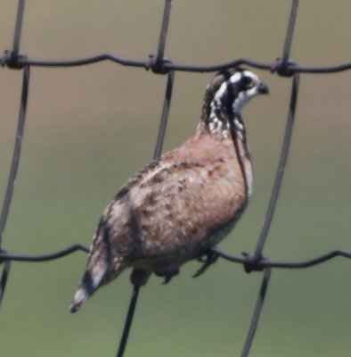 We drove W on Highway 49 and, near the big prairie dog village, we saw several birds on the fence on the N side of the road, including this Northern Bobwhite. 