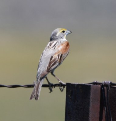 Farther down the fence, we saw this Dickcissel.