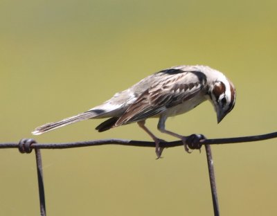 A Lark Sparrow was also on the fence.