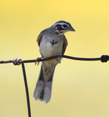 Lark Sparrow in the shade of a fence post