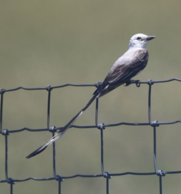 A little farther down the fence, this male Scissor-tailed Flycatcher was perched.