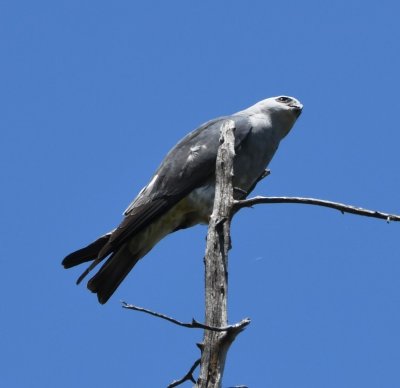One of the Mississippi Kites circling overhead landed on a snag near us.