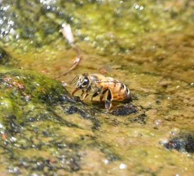 A Honeybee was getting a drink in the shallow water where we forded the stream.