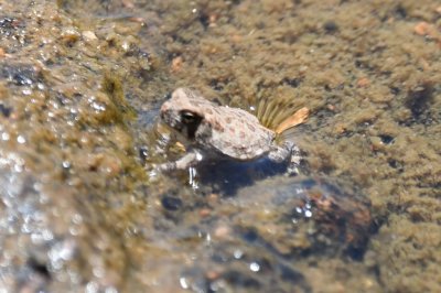 Small fingernail-sized frog in the stream.