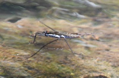 Then there were the water striders.