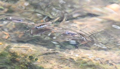 Blurry water striders moving quickly on the water