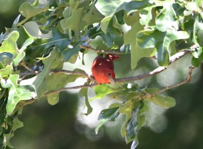 A single male Summer Tanager made an appearance along the trail.