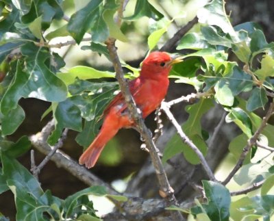 Male Summer Tanager