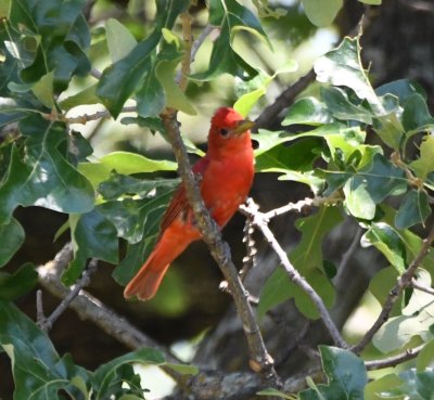 Male Summer Tanager