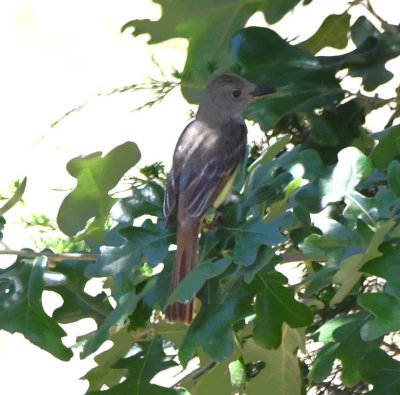 Across the bridge, we saw this Great-crested Flycatcher in a tree.