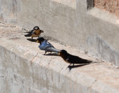 Three Barn Swallows on a ledge on the back side of the dam at Quanah Parker Lake