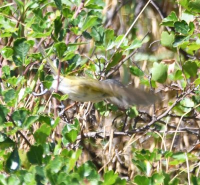 We got fleeting looks at a Black-capped Vireo--trust me.