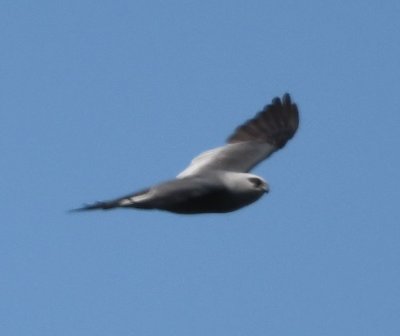 Mississippi Kite