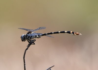 Clubtail dragonfly?