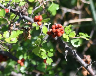 Red-berried bush
