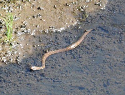 One of two snakes in the creek below Quanah Parker Lake dam