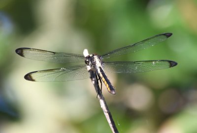 After Kurt and Sharon and John and Marion went home, Mary and I went to the Environmental Education Center where we saw a few more birds and lots of dragonflies like this one.