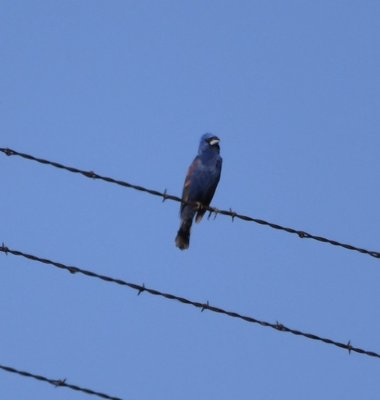 As we drove back out to Highway 49, we saw this Blue Grosbeak on the fence.