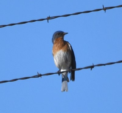 There was also male Eastern Bluebird on the fence.