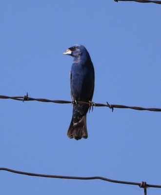 Blue Grosbeak