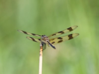 The Holy City was closed, so we drove toward Rush Lake and saw another dragonfly.