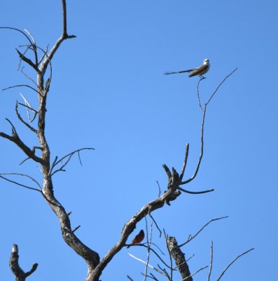 In one bare tree along the road, we saw a Scissor-tailed Flycatcher perched above a Painted Bunting.