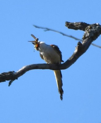 Then a second Scissor-tailed Flycatcher flew in with a grasshopper in its mouth.