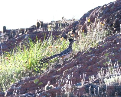 A little farther down the road toward Rush Lake, a Greater Roadrunner ran down the road in front of us, then turned and headed up the rocks at the side of the road.
