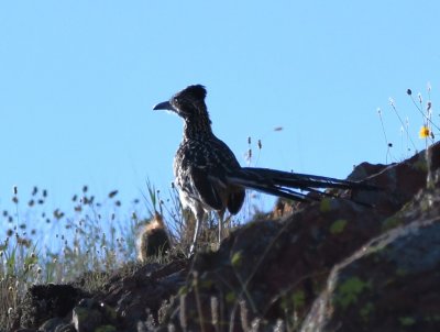 The Greater Roadrunner scurried to the top of the ridge and stopped for a moment before disappearing from sight.