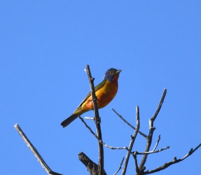 We drove on around to the dam at Rush Lake and found this young male Painted Bunting singing in a bare tree.