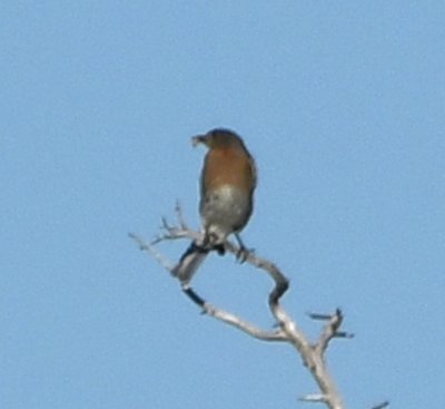 In the distance, a male Eastern Bluebird sat with in insect meal.
