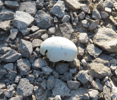 Mary found this shell on the gravel drive; it was a size similar to the remaining egg, but did not have spots on it, so we weren't sure whether it was the missing C-W-W egg.