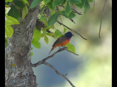 We walked around and found this male Painted Bunting in a tree next to the driveway.