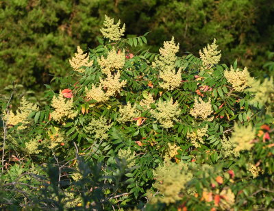 There were also some sumac bushes beginning to bloom.