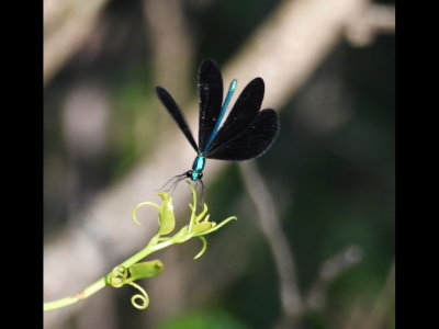 Ebony Jewelwing