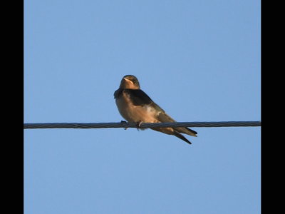 Several Barn Swallows were flying around the pond, catching insects and a few of them landed on the power line.
