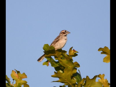 A Lark Sparrow flew up into one of the trees along the drive.