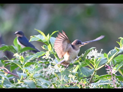 Some of the Barn Swallows landed on a pokeweed plant growing along the edge of the pond.